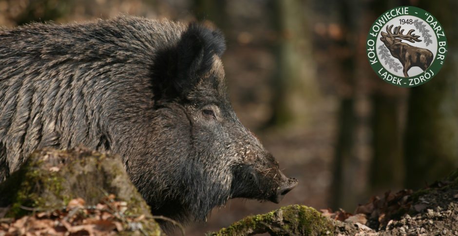 Strzelnica Darz Bór Lądek-Zdrój